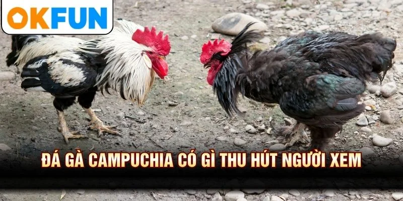 Đá gà Campuchia có gì thu hút người xem