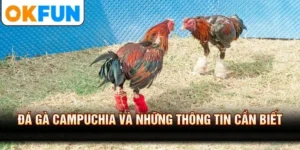 Đá Gà Campuchia Và Những Thông Tin Cần Biết