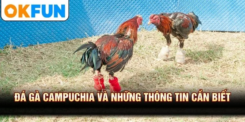 Đá Gà Campuchia Và Những Thông Tin Cần Biết