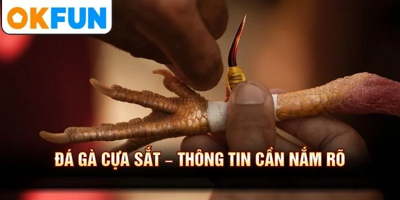 Đá Gà Cựa Sắt – Thông Tin Cần Nắm Rõ