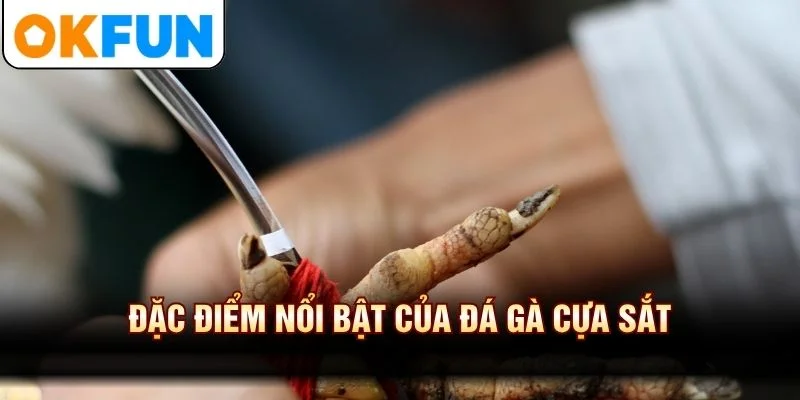 Đặc điểm nổi bật của đá gà cựa sắt