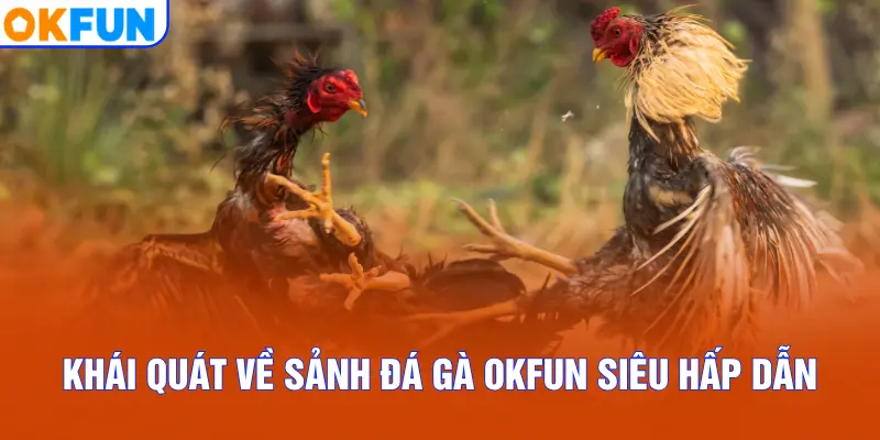 Khái quát về sảnh Đá Gà OKFUN siêu hấp dẫn
