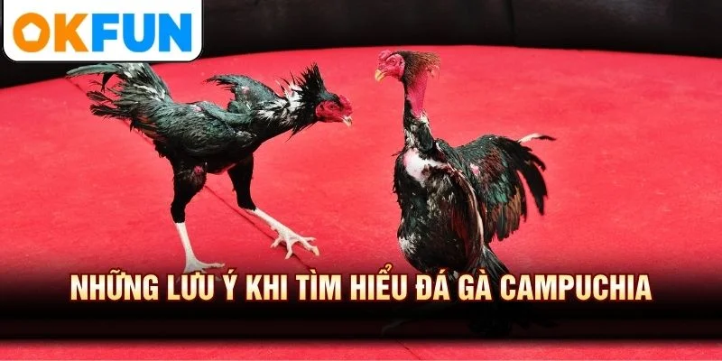 Những lưu ý khi tìm hiểu đá gà Campuchia