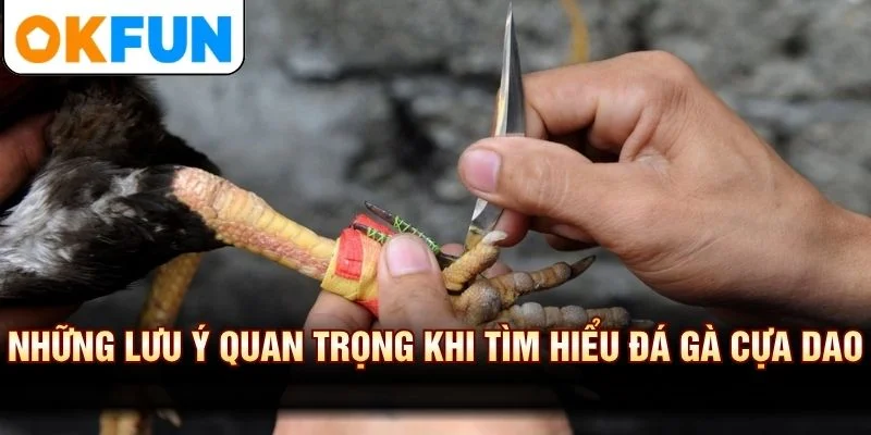 Những lưu ý quan trọng khi tìm hiểu đá gà cựa dao