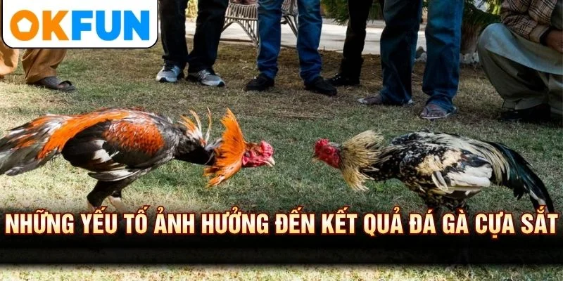 Những yếu tố ảnh hưởng đến kết quả đá gà cựa sắt
