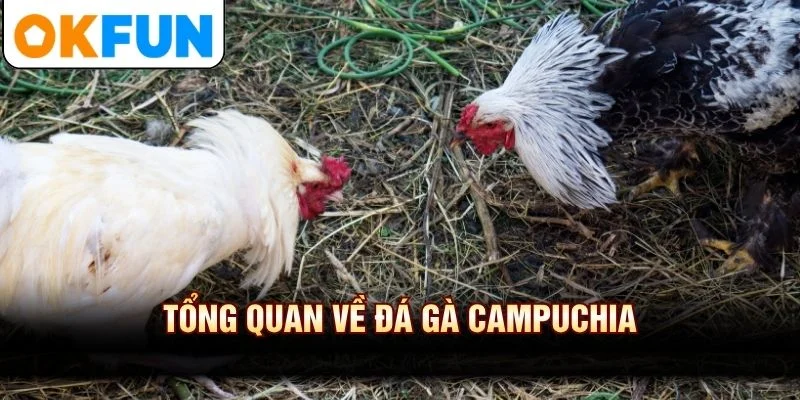 Tổng quan về đá gà Campuchia