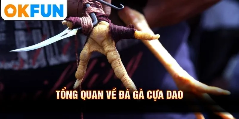 Tổng quan về đá gà cựa dao