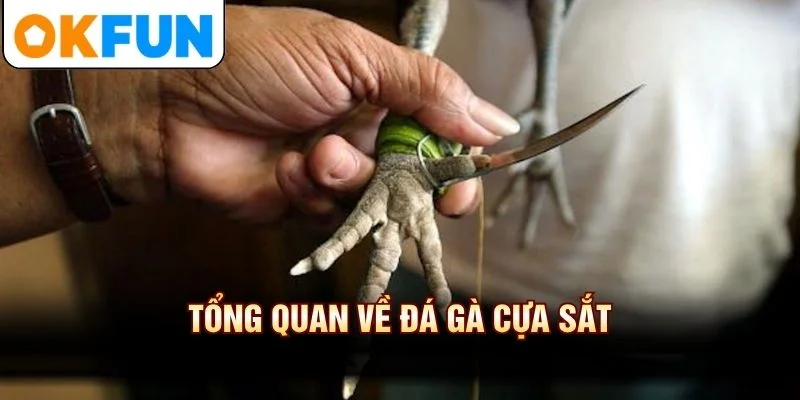 Tổng quan về đá gà cựa sắt